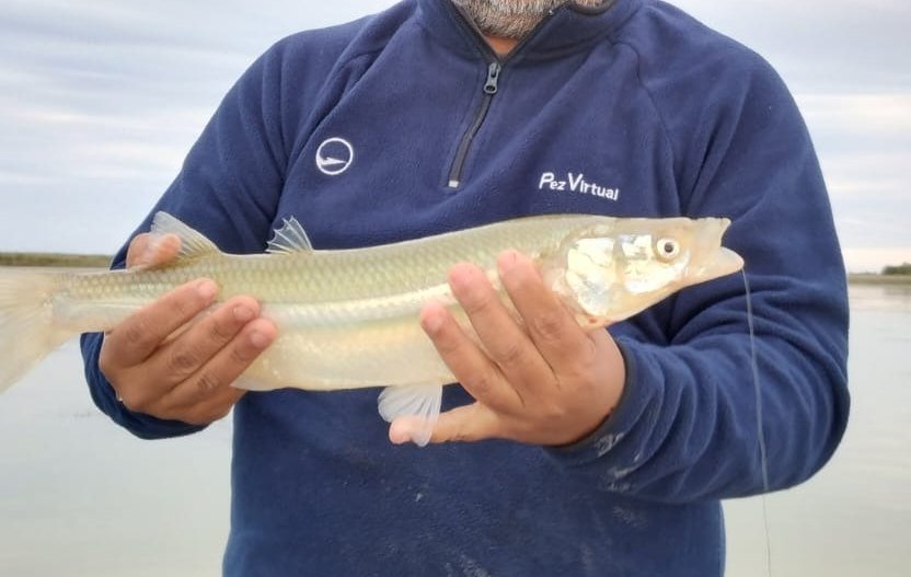 Buzo de pesca Pez Virtual